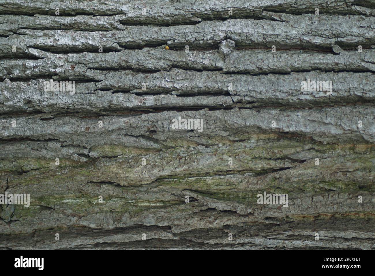 Foto der rauen Oberflächenstruktur der Baumrinde Stockfoto