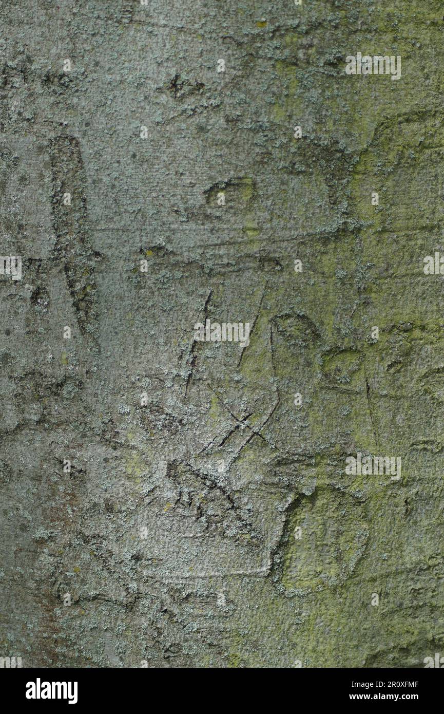 Foto der feinen Oberflächenstruktur der Baumrinde Stockfoto