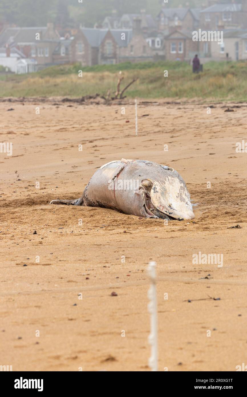 Ein junger Zwergwal wurde am Strand von North Berwick angespült Stockfoto