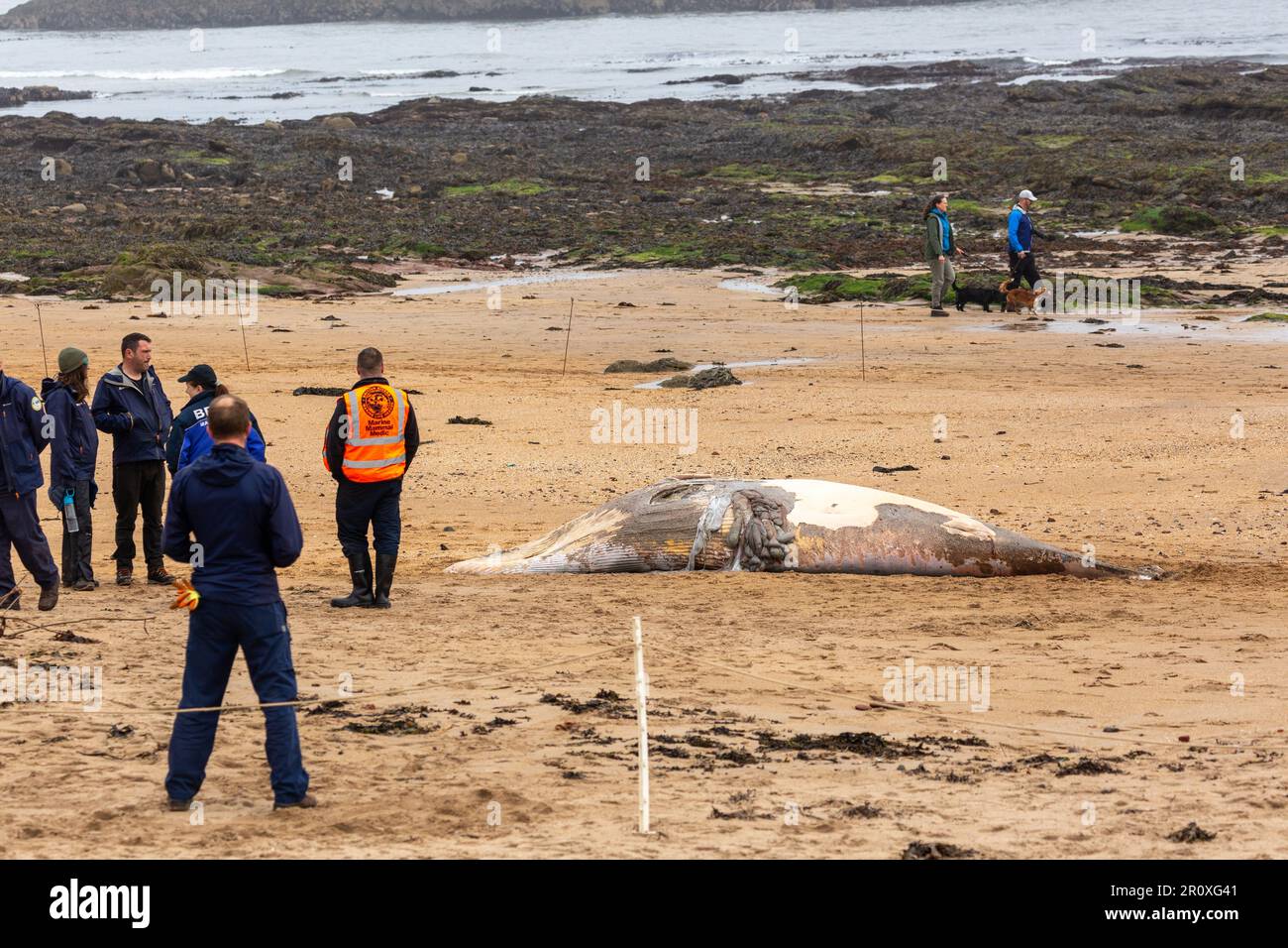 Ein junger Zwergwal wurde am Strand von North Berwick angespült Stockfoto
