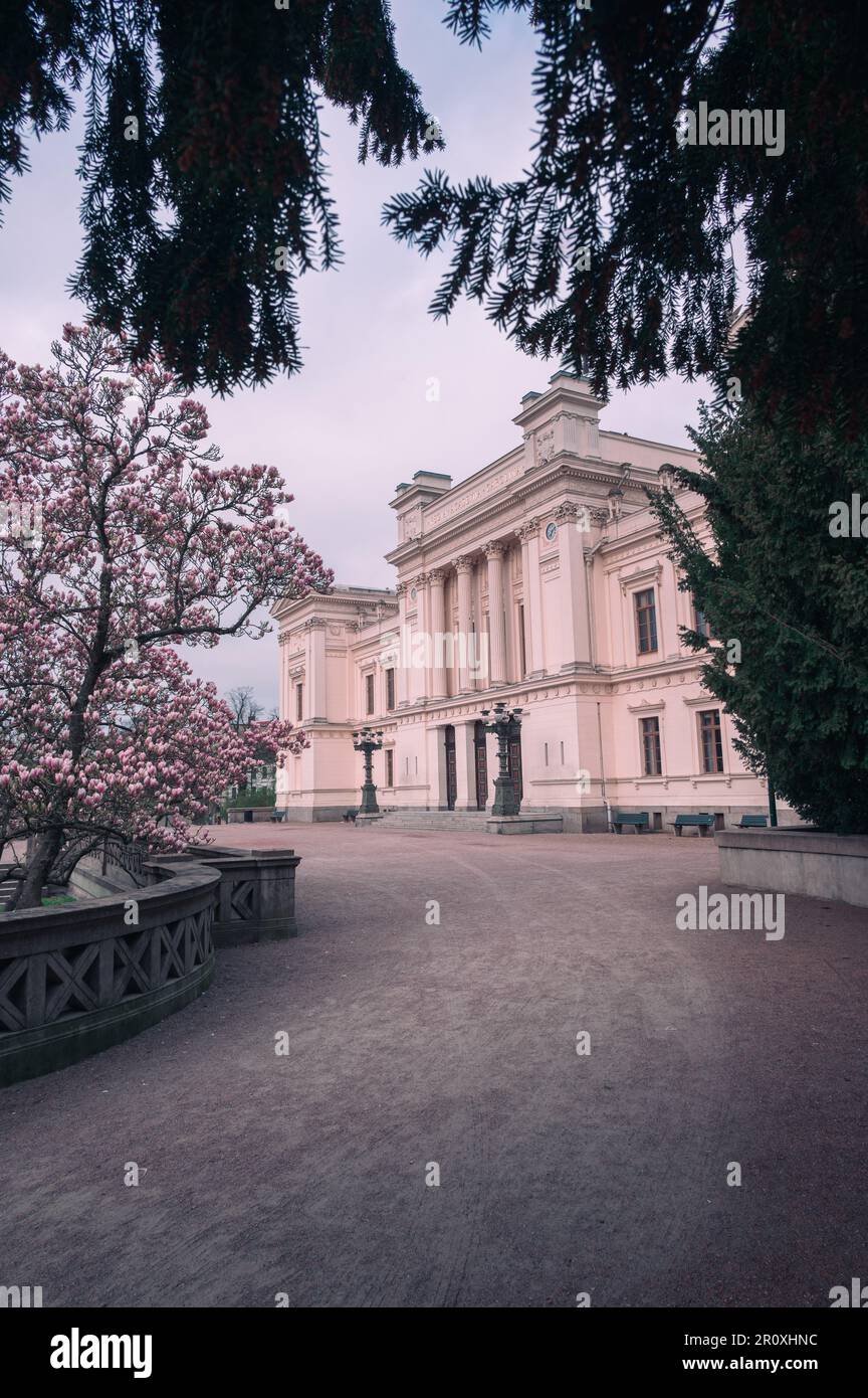 Ein Magnolienbaum, der an einem Frühlingsmorgen vor dem historischen Universitätsgebäude in Lund Schweden blüht Stockfoto