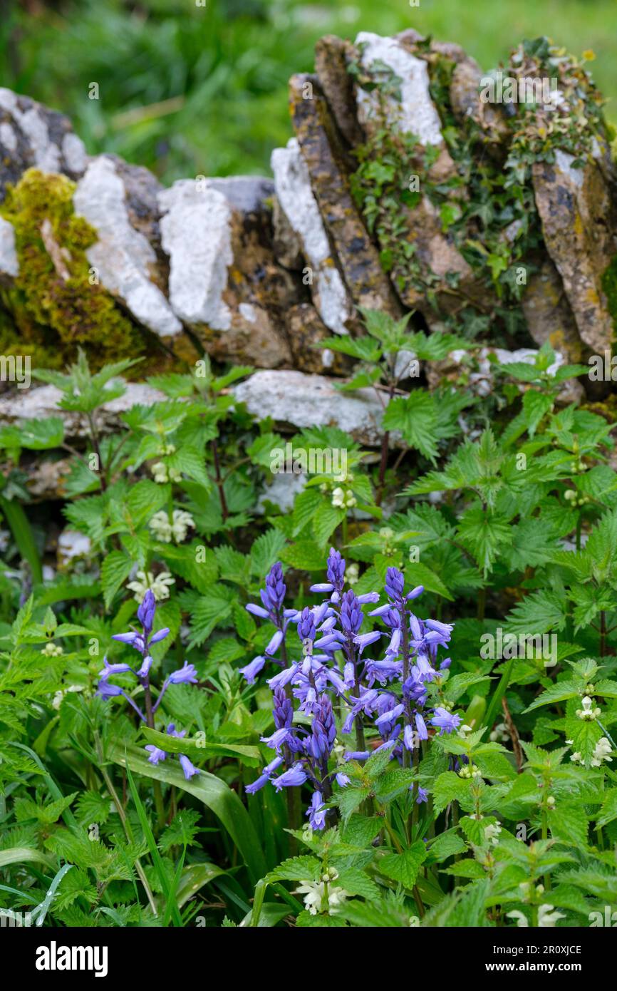 Ein kleiner Fleck Bluebells in einer cotswold-Hecke mit trockener Steinwand. Stockfoto