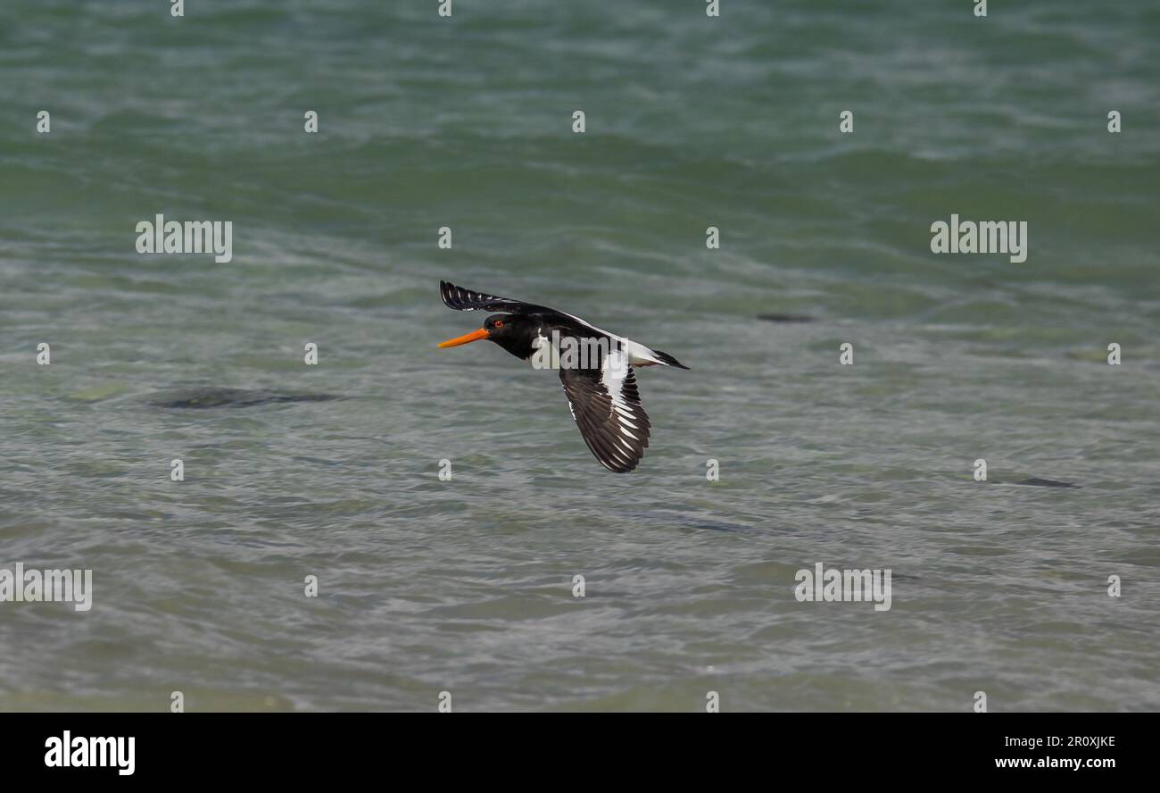 Austernfischer Stockfoto