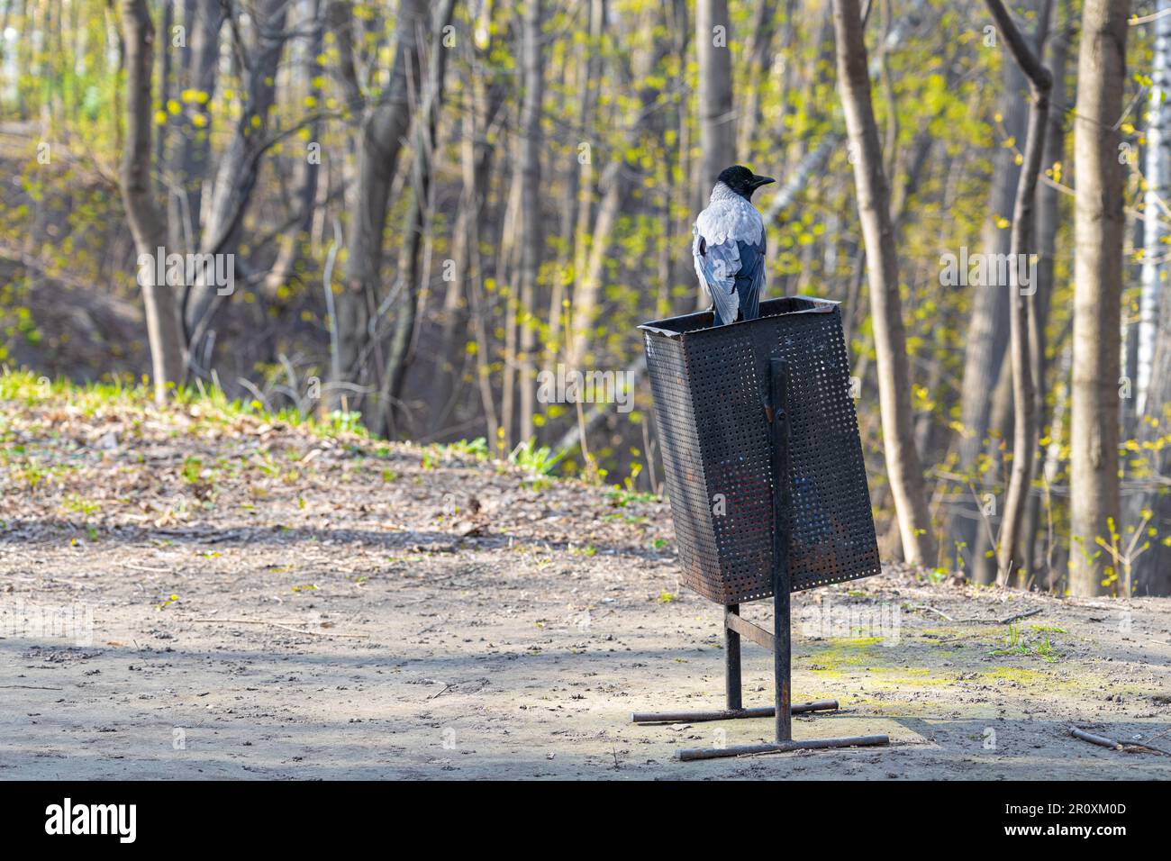 Crow sitzt auf einem Müllcontainer. Krähe im Müll Stockfoto