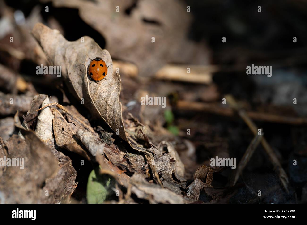 Ein Marienkäfer auf dem trockenen Blatt im Sonnenlicht. Braune Blätter. Stockfoto