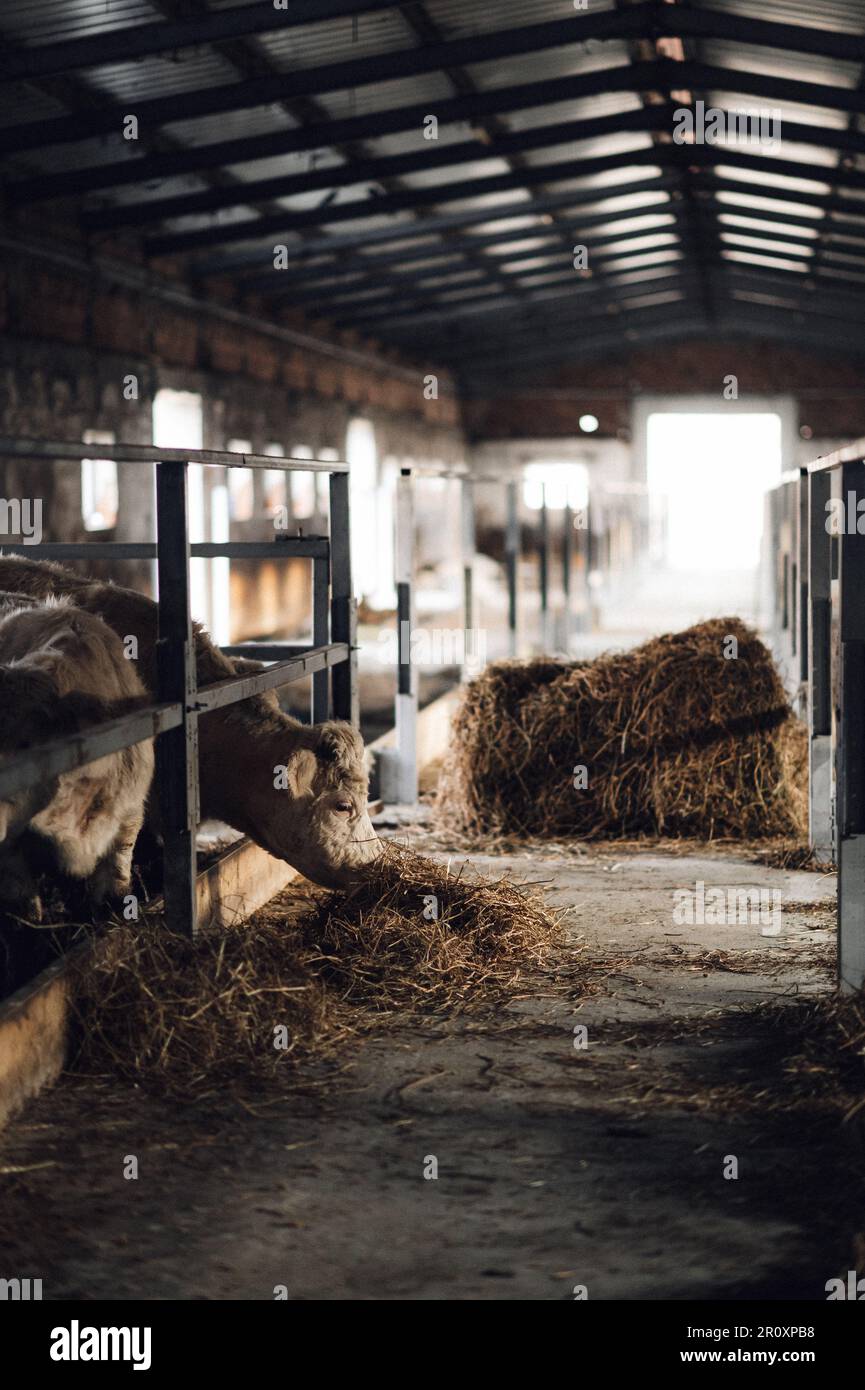 Eine Herde Kühe in einer ländlichen Scheune, die Heu aus ihren Tröpfchen fressen. Stockfoto