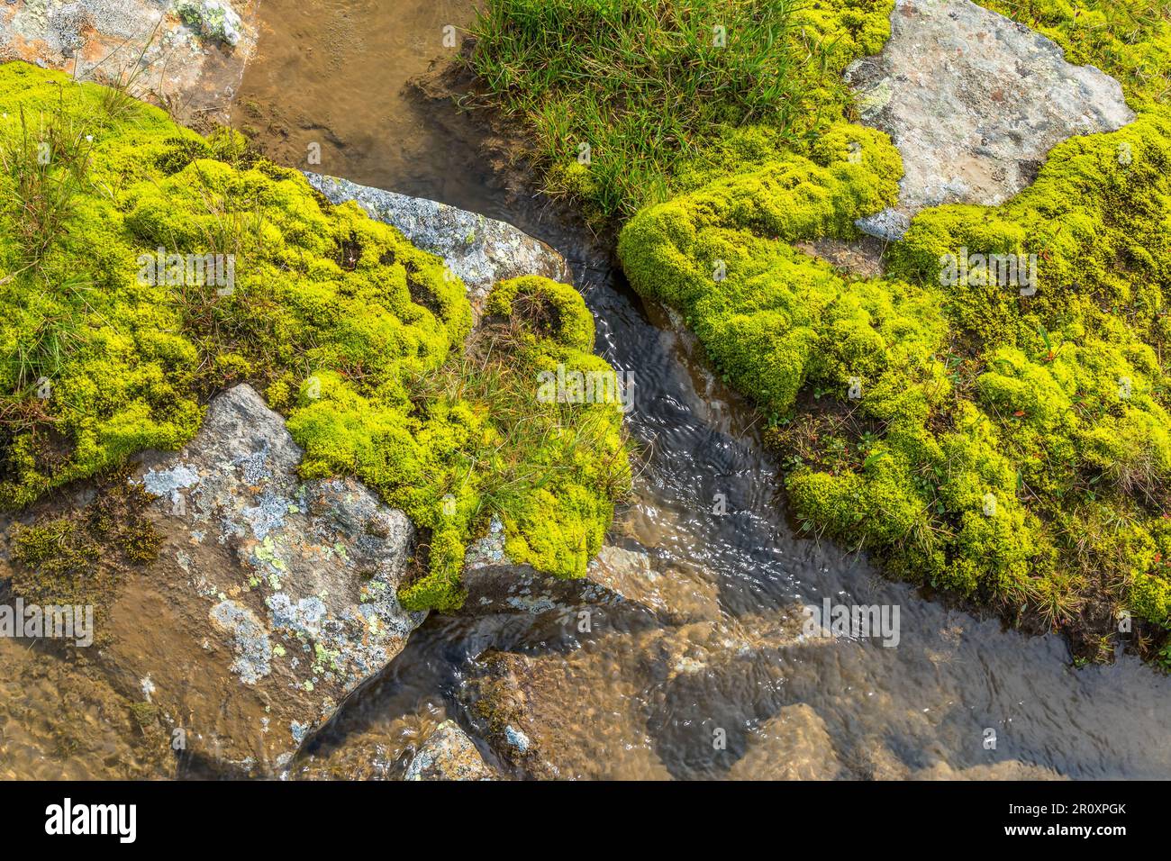 Bach, der zwischen den Steinen läuft, mit grünem Moos Stockfoto