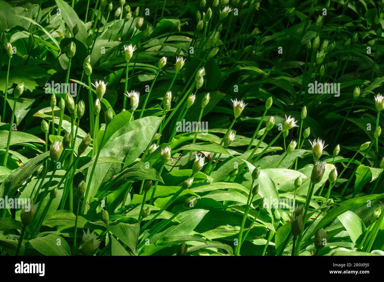Wilde Knoblauchknospen im Wald Stockfoto