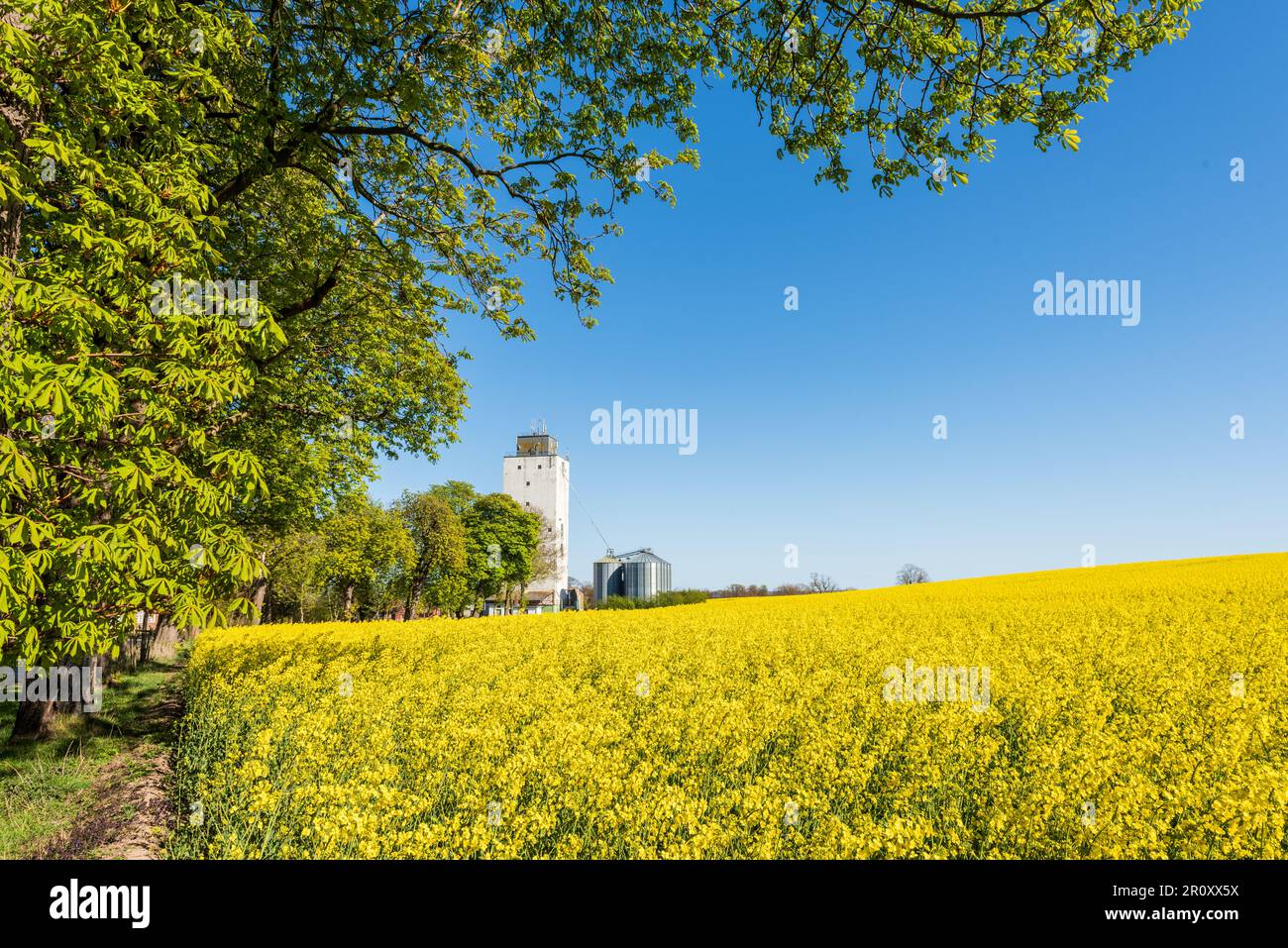 Landschaft Kastanien an einem gelben Rapsfeld, im Hintergrund der Bauernhof mit Silo Stockfoto