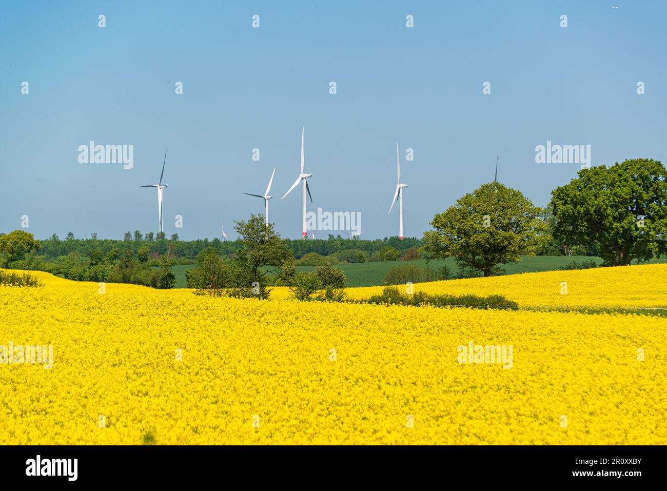 Landschaft in Schleswig-Holstein ein gelbes Rapsfeld mit einem Windpark im Hintergrund Stockfoto
