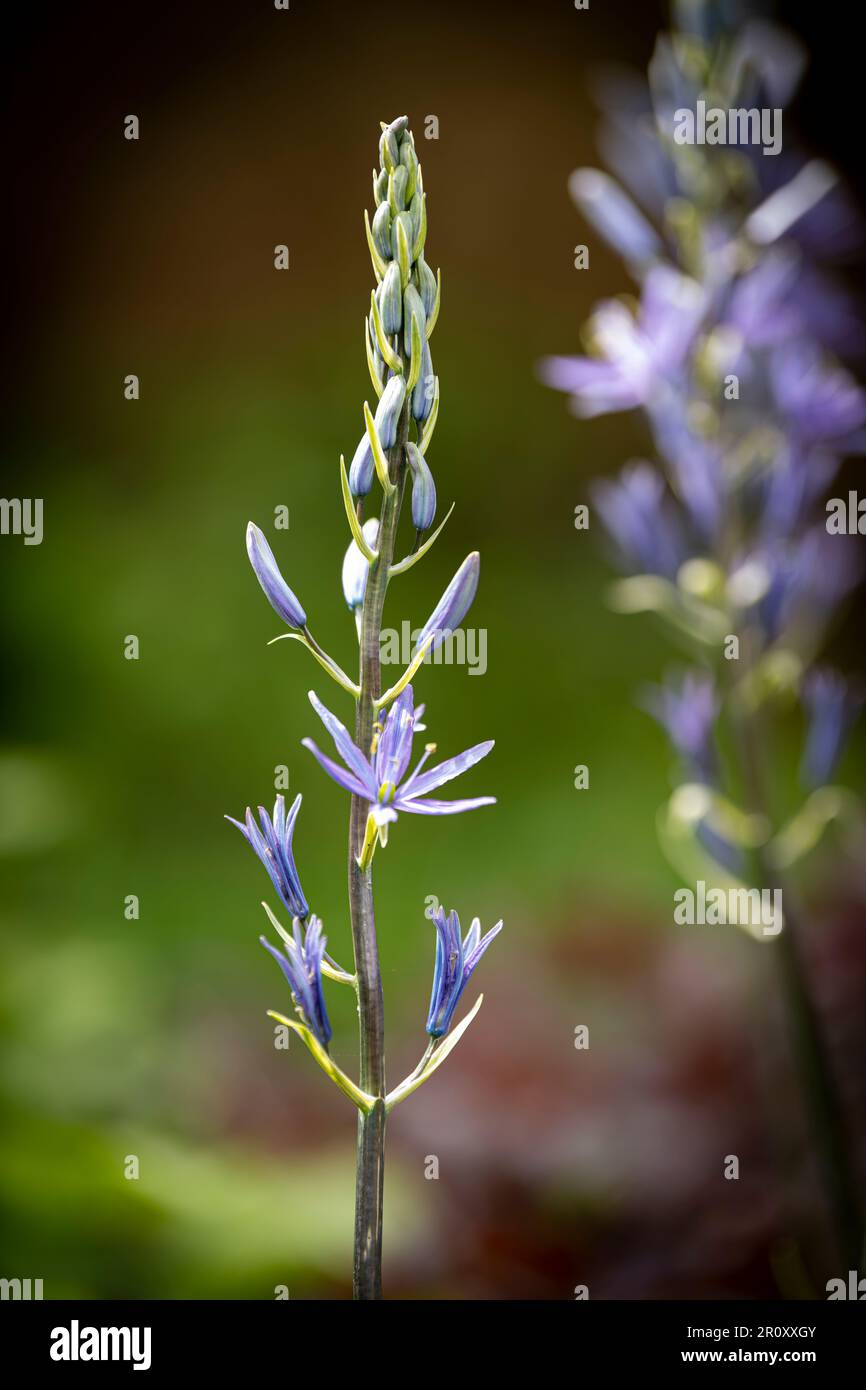 Blaues Camassia Stockfoto