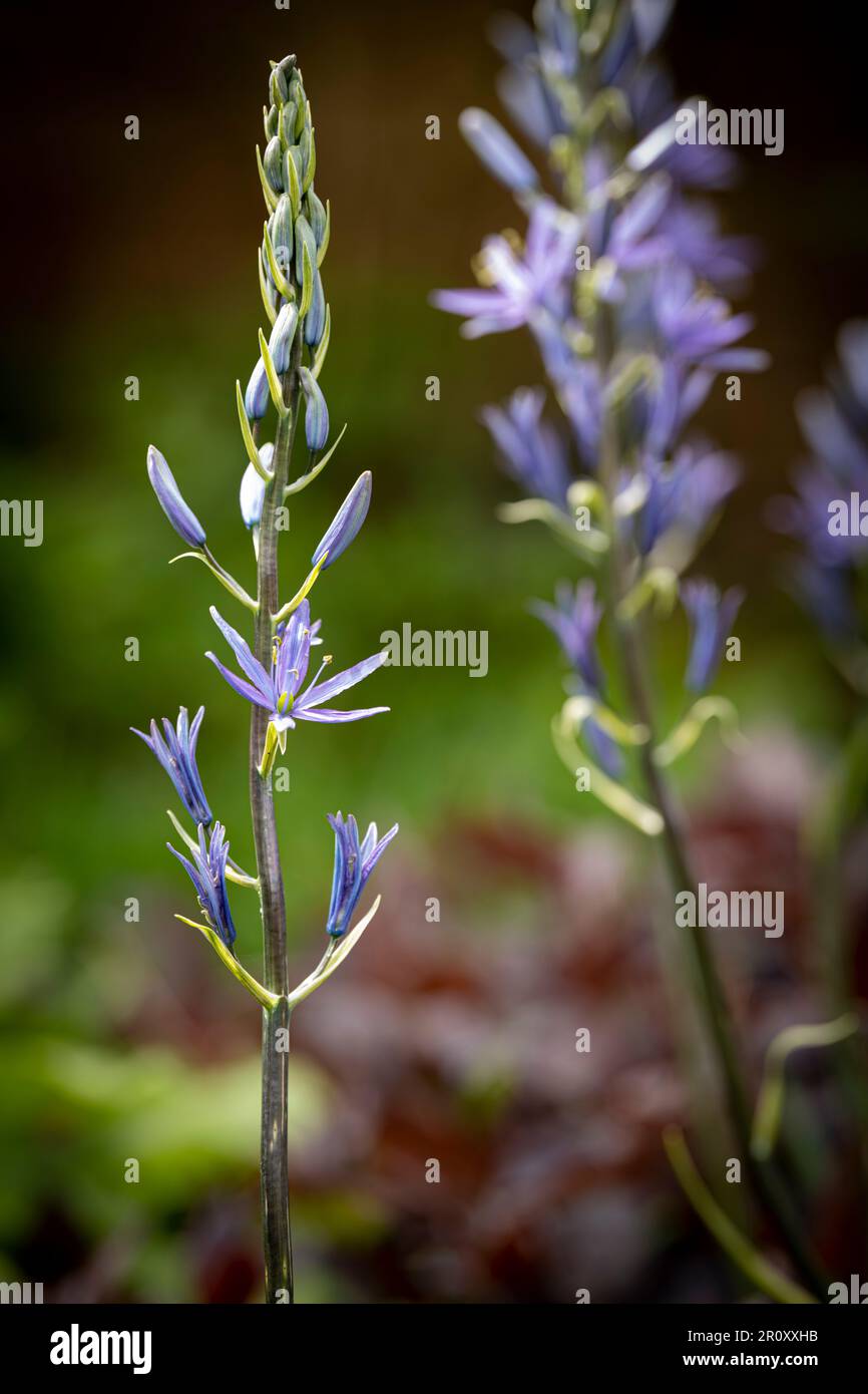 Blaues Camassia Stockfoto