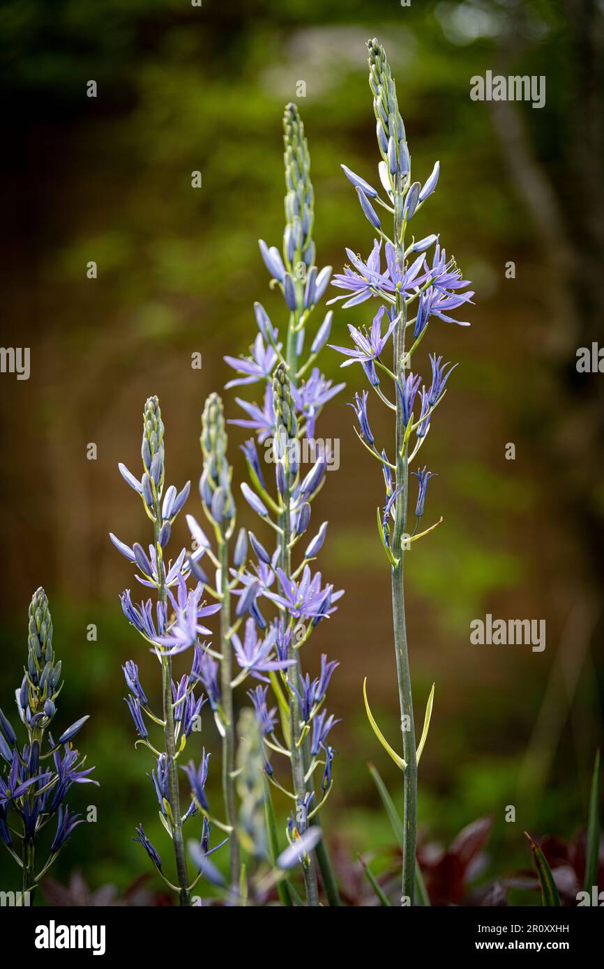 Blaues Camassia Stockfoto