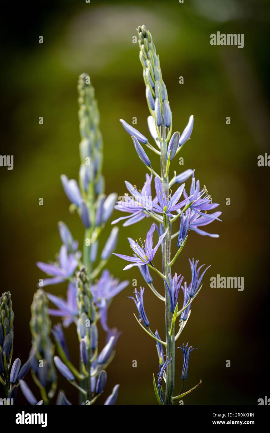 Blaues Camassia Stockfoto