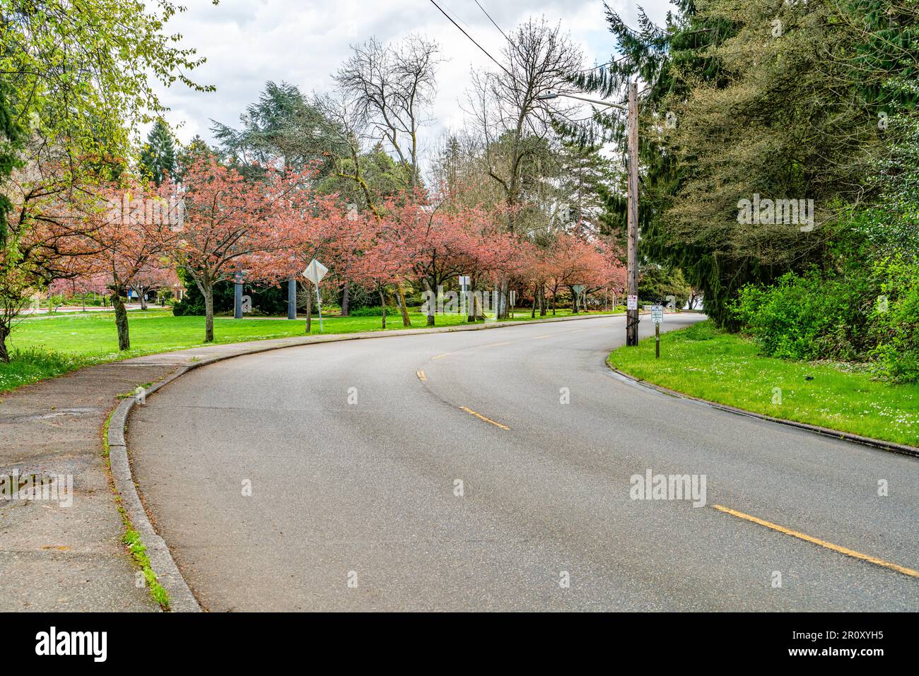 Blühende Frühlingsblumen am Lake Washington Boulevard in Seattle, Washington. Stockfoto