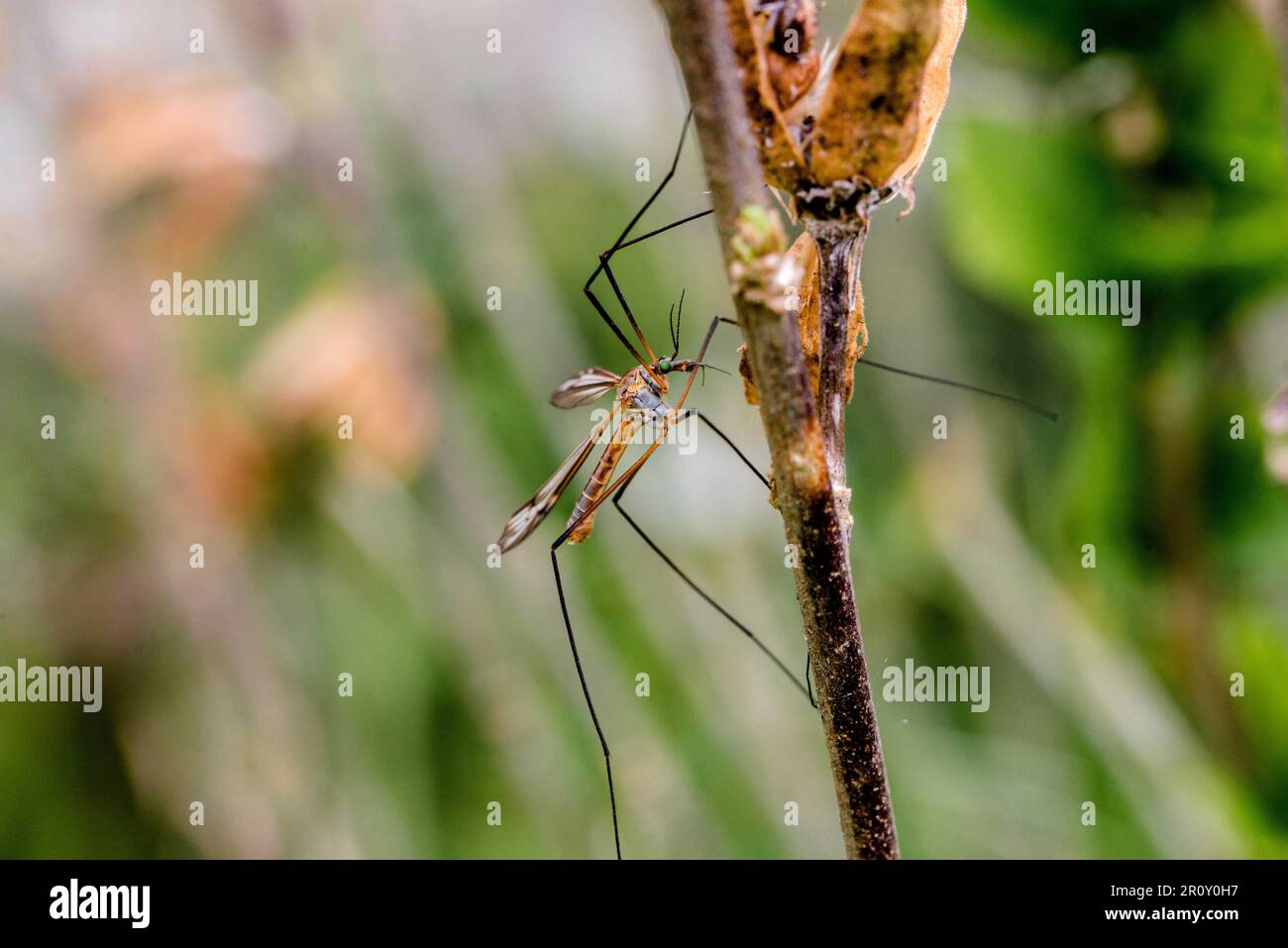 Tipula ist eine sehr große Insektenart in der Fliegenfamilie Tipulidae, Occitanie, Frankreich. Foto: Denis Prezat/ABACAPRESS.COM Stockfoto