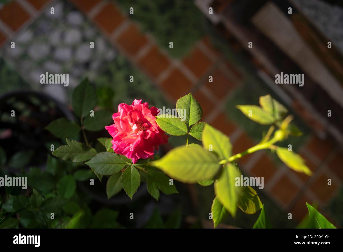 Bunte Blumen und Blätter, großblütige Rosen, kleine Blütenblätter, ovale Blütenblätter, grüne Blätter verschiedener Größe größer als eine Hand Stockfoto