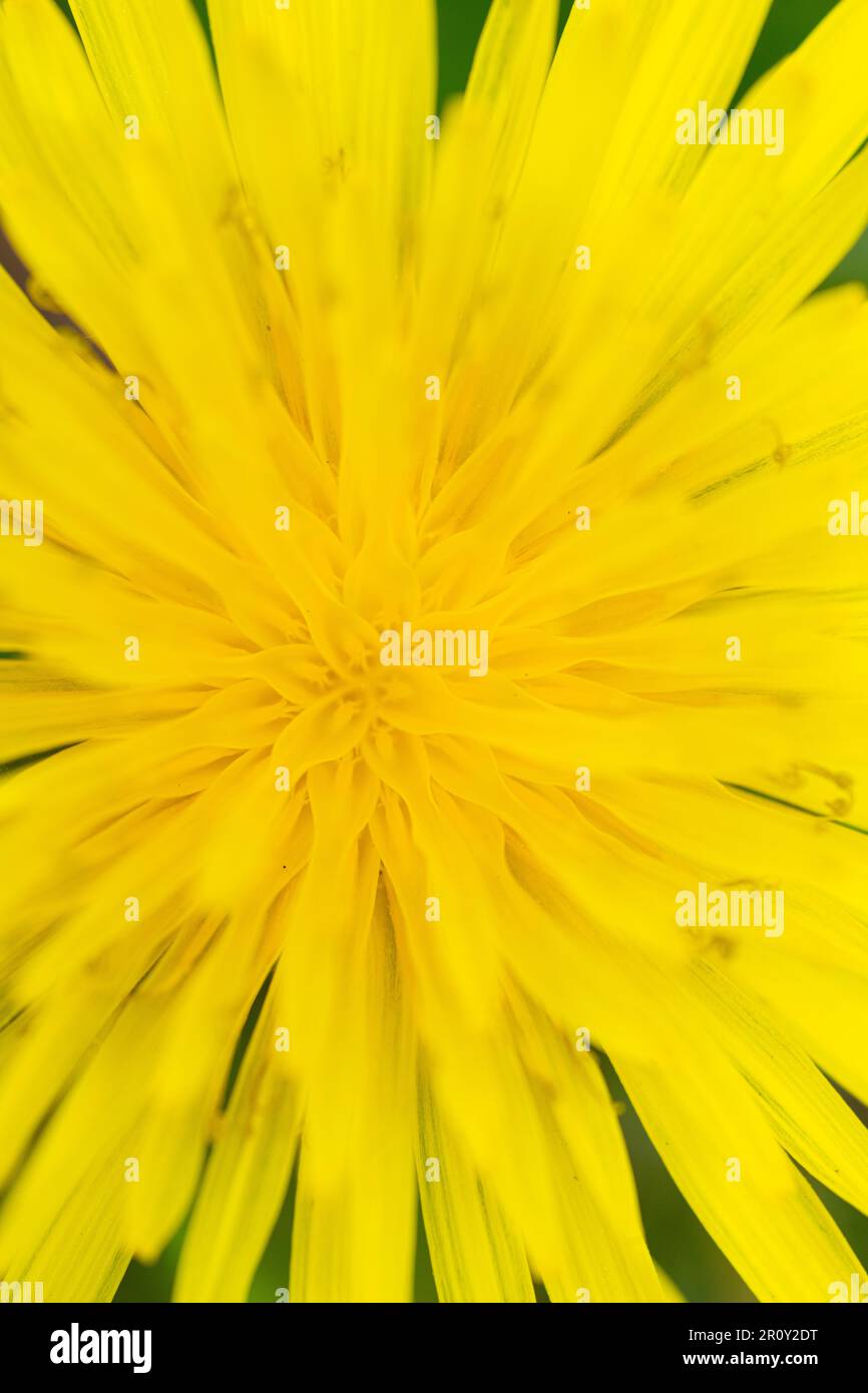 Gelbe Löwenzahnblume in einem wilden Blumengarten Stockfoto