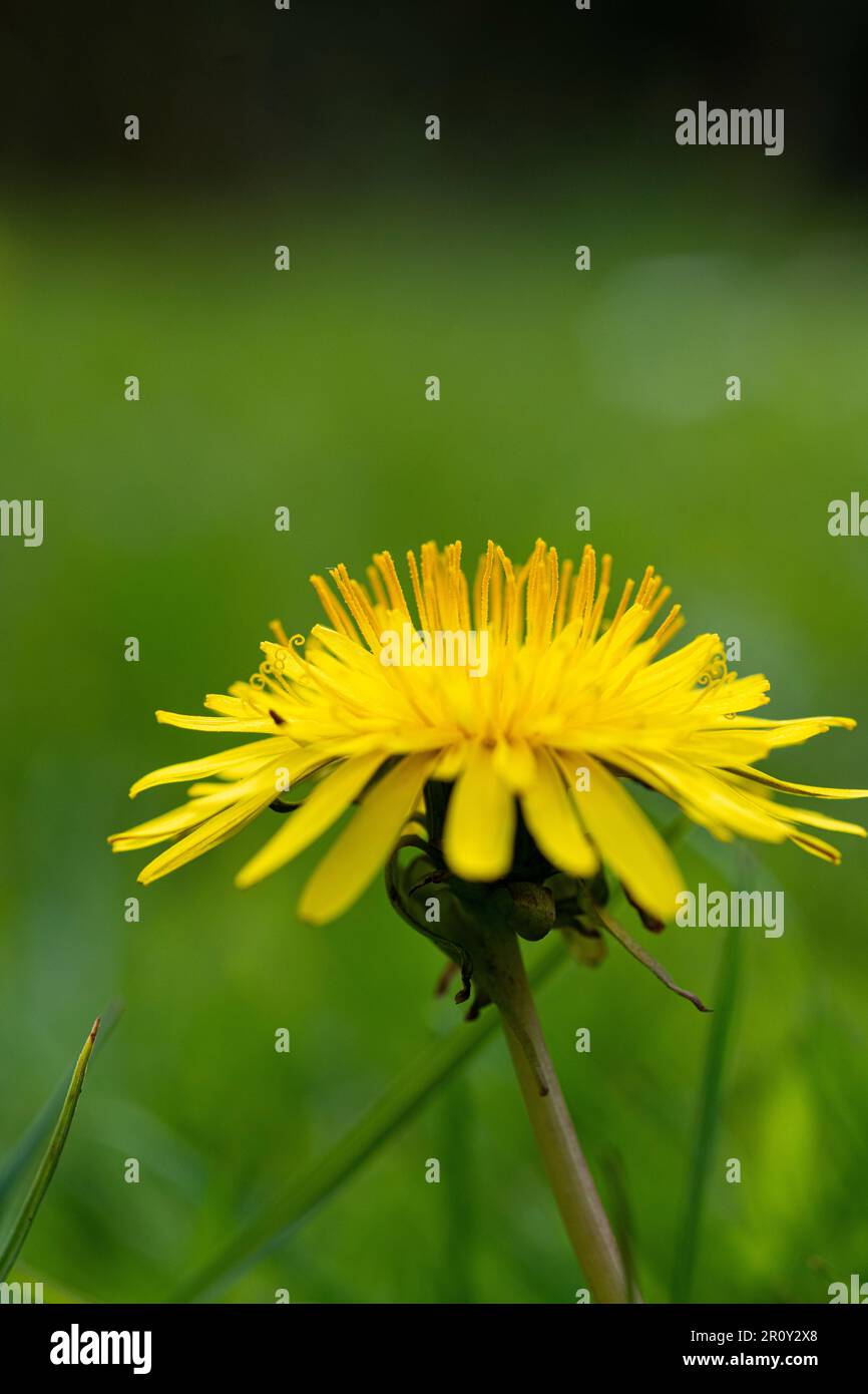 Gelbe Löwenzahnblume in einem wilden Blumengarten Stockfoto