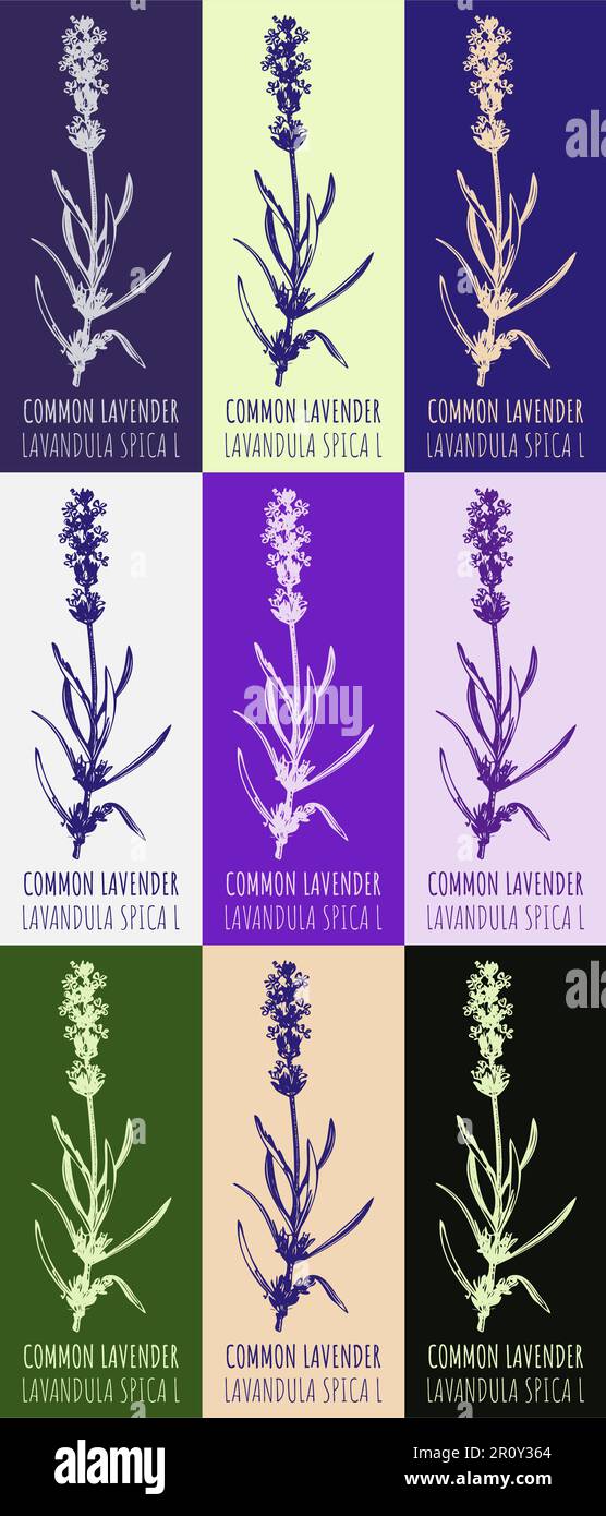 Zeichnungsset AUS GEWÖHNLICHEM LAVENDEL in verschiedenen Farben. Handgezeichnete Illustration. Lateinische Bezeichnung Lavandula L. Stockfoto