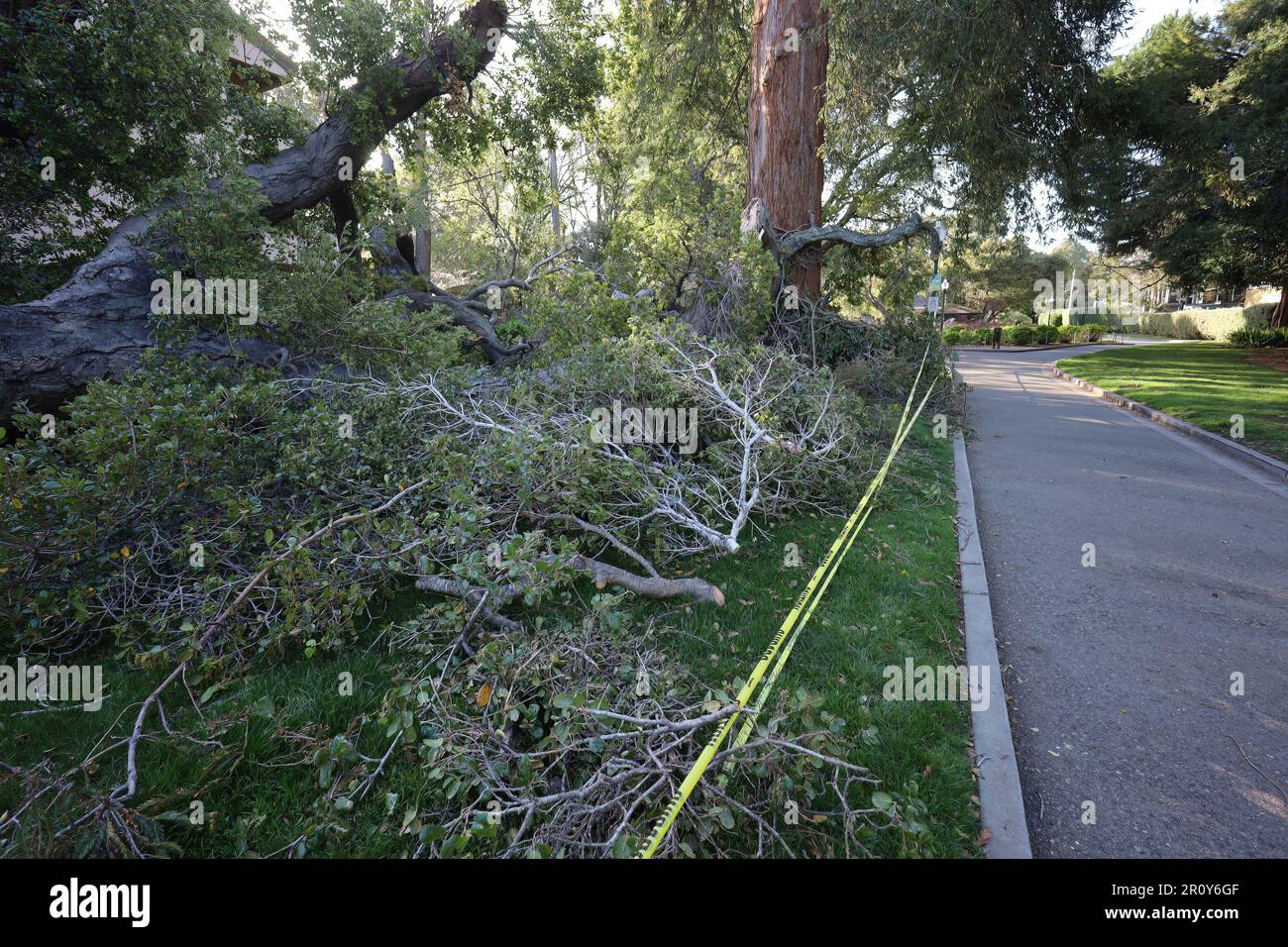 3-24-2023: San Mateo, Kalifornien: Gefallene Bäume und beschädigtes Eigentum während eines Sturms Stockfoto