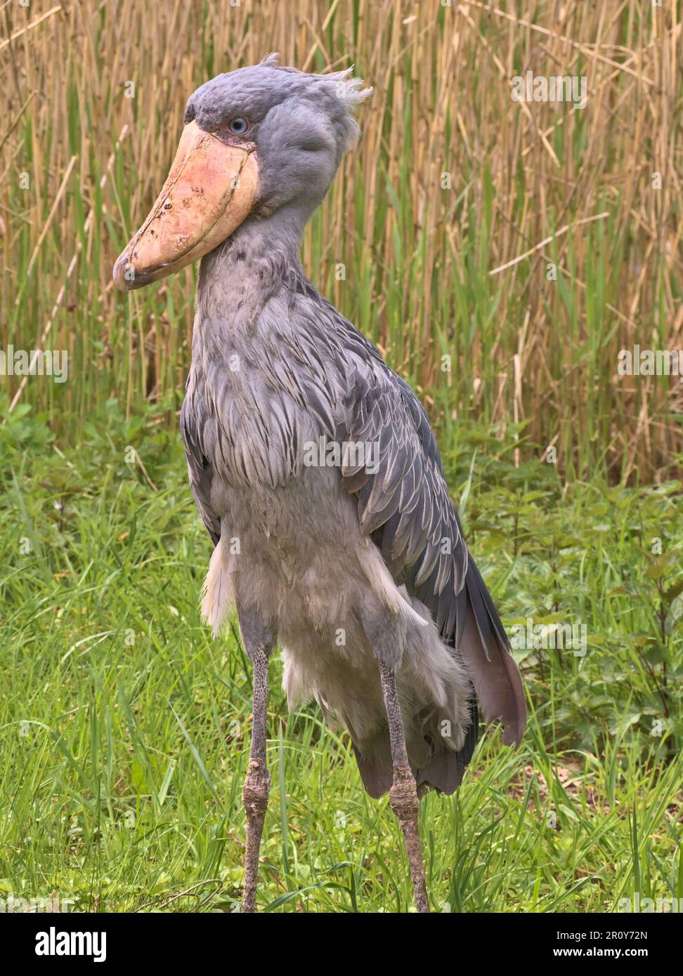 Ein Schuhschnabel (Balaeniceps rex, Walschnabel, Walstorch, Schuhschnabelstorch) steht im Gras mit Schilf im Hintergrund. Am 2023. Mai, Walsrode. Stockfoto