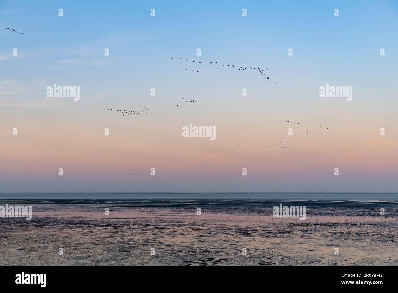 Blick auf den Sonnenuntergang über Schlammflächen auf der Insel Texel in den Niederlanden bei Ebbe mit Vogelherden, die in V-Form fliegen Stockfoto