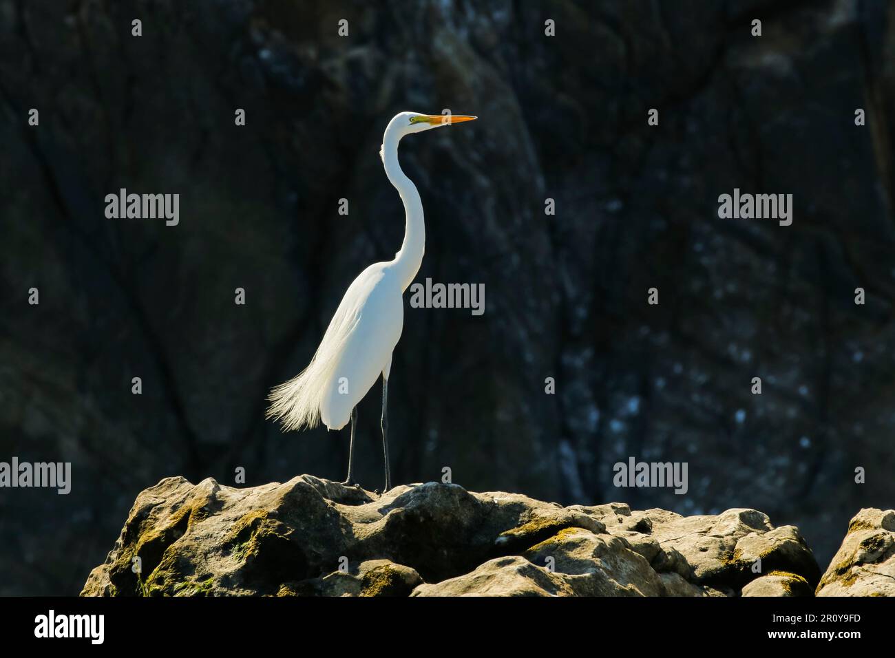 Great Egret (Ardea alba) bekannt durch seine große Größe und seinen gelben Schnabel, Nosara Beach und Flussmündung. Nosara, Halbinsel Nicoya, Provinz Guanacaste, Costa Rica Stockfoto