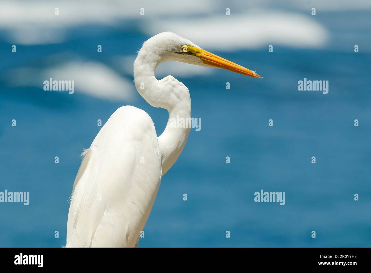Great Egret (Ardea alba) bekannt durch seine große Größe und seinen gelben Schnabel, Nosara Beach und Flussmündung. Nosara, Halbinsel Nicoya, Provinz Guanacaste, Costa Rica Stockfoto