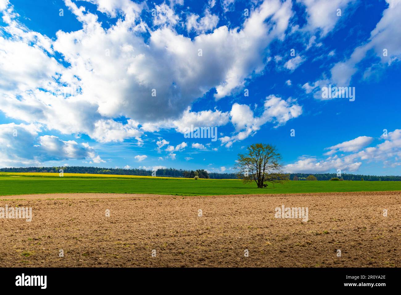 Ländliches Gebiet mit Feldern und Wäldern unter blauem Himmel. Stockfoto