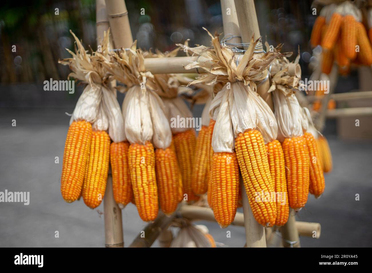 Gelber Mais als Saatgut für zukünftige Erntegutarten Stockfoto