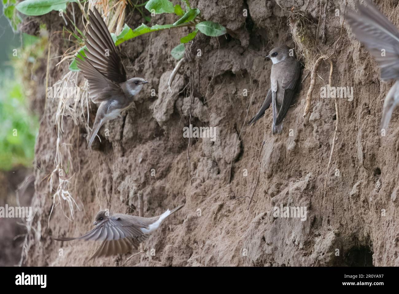 Sandmartins (Riparia Riparia) am Ufer des Flusses Tay, Perth, Perthshire, Schottland, Vereinigtes Königreich. Stockfoto