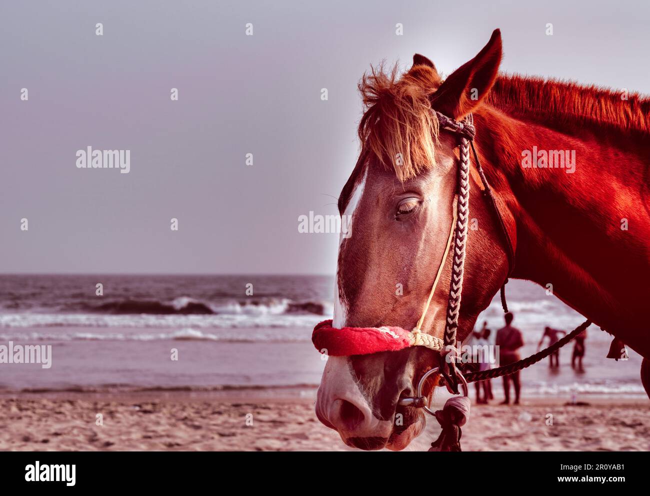 Ein wunderschönes Porträtbild eines Pferdes, das während der Feiertage am Meer steht. Stockfoto