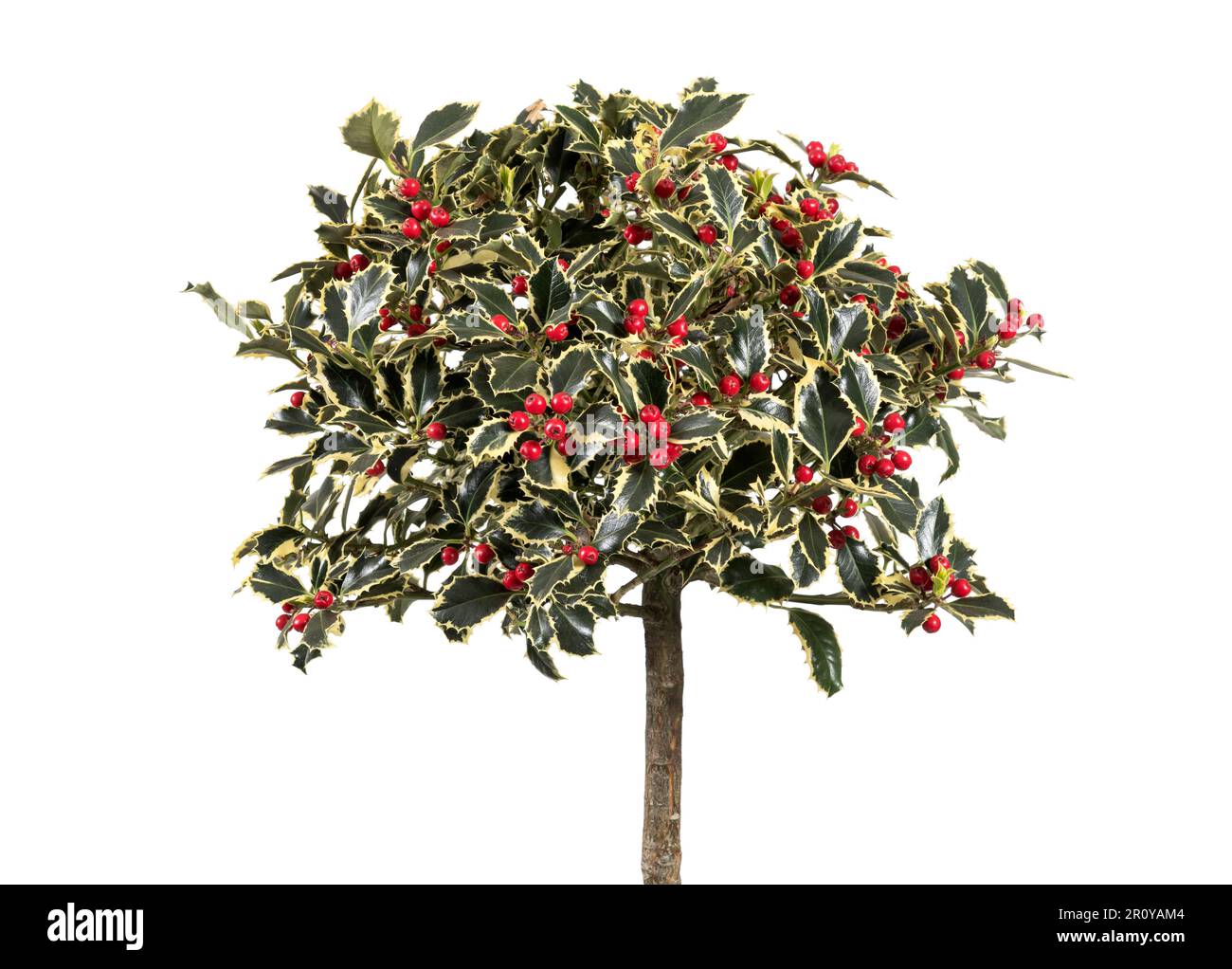 Üppiges Ilex aquifolium mit grünen Blättern und roten Beeren mit geradem Stamm vor leerem Hintergrund im Studio Stockfoto