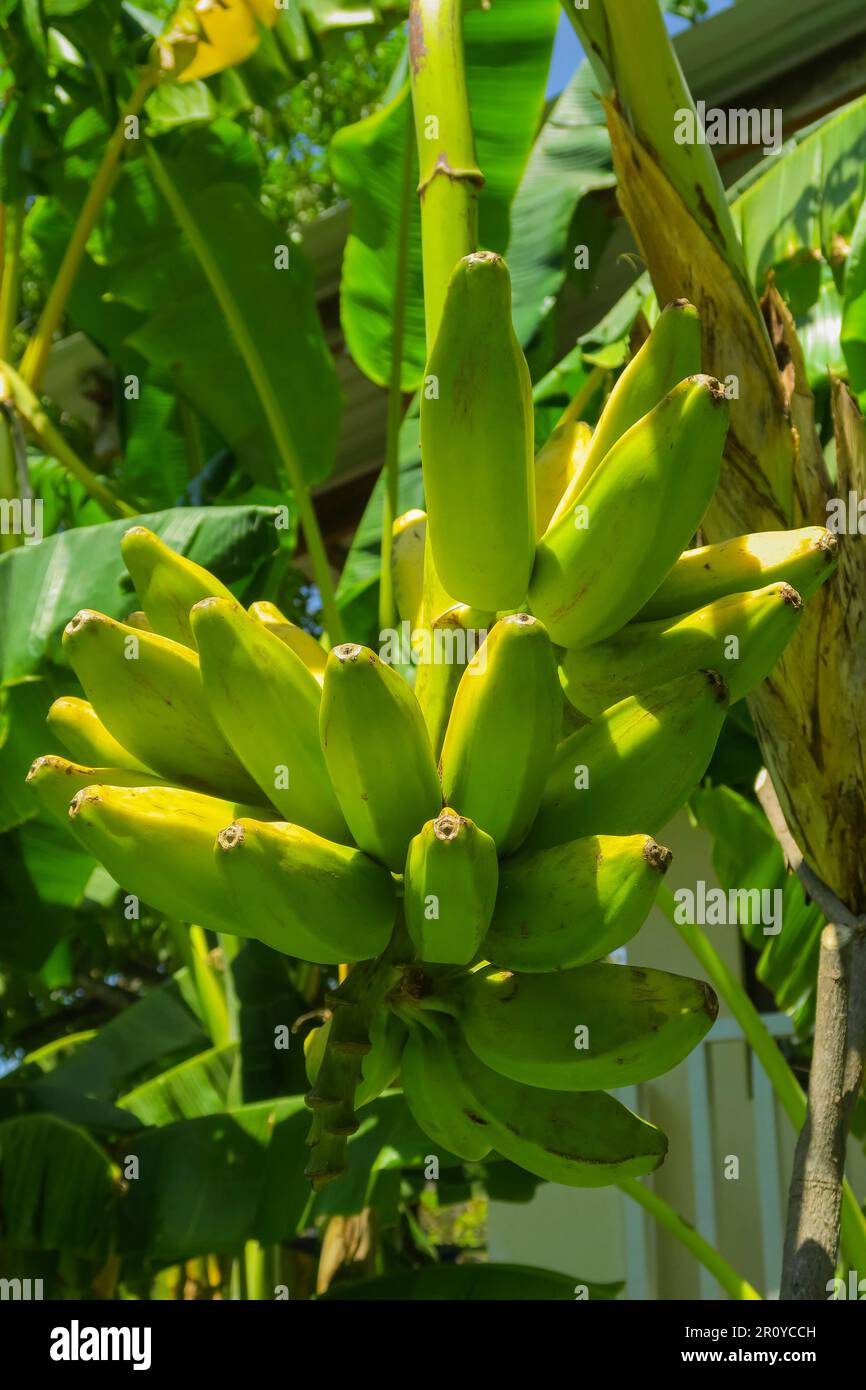 Ein Haufen Bananen, die auf Bäumen wachsen, eine herzhafte Bananensorte und beliebte Grundnahrung in Amerika. Playa Guiones, Nosara, Nicoya, Guancaste, Costa Rica Stockfoto