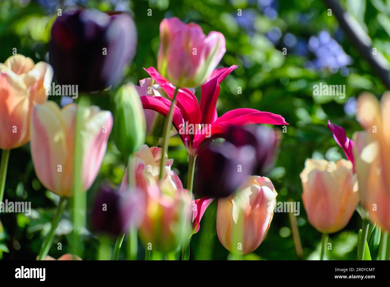 Nahaufnahme eines gemischten Gartenbetts aus blühenden Tulpen Stockfoto