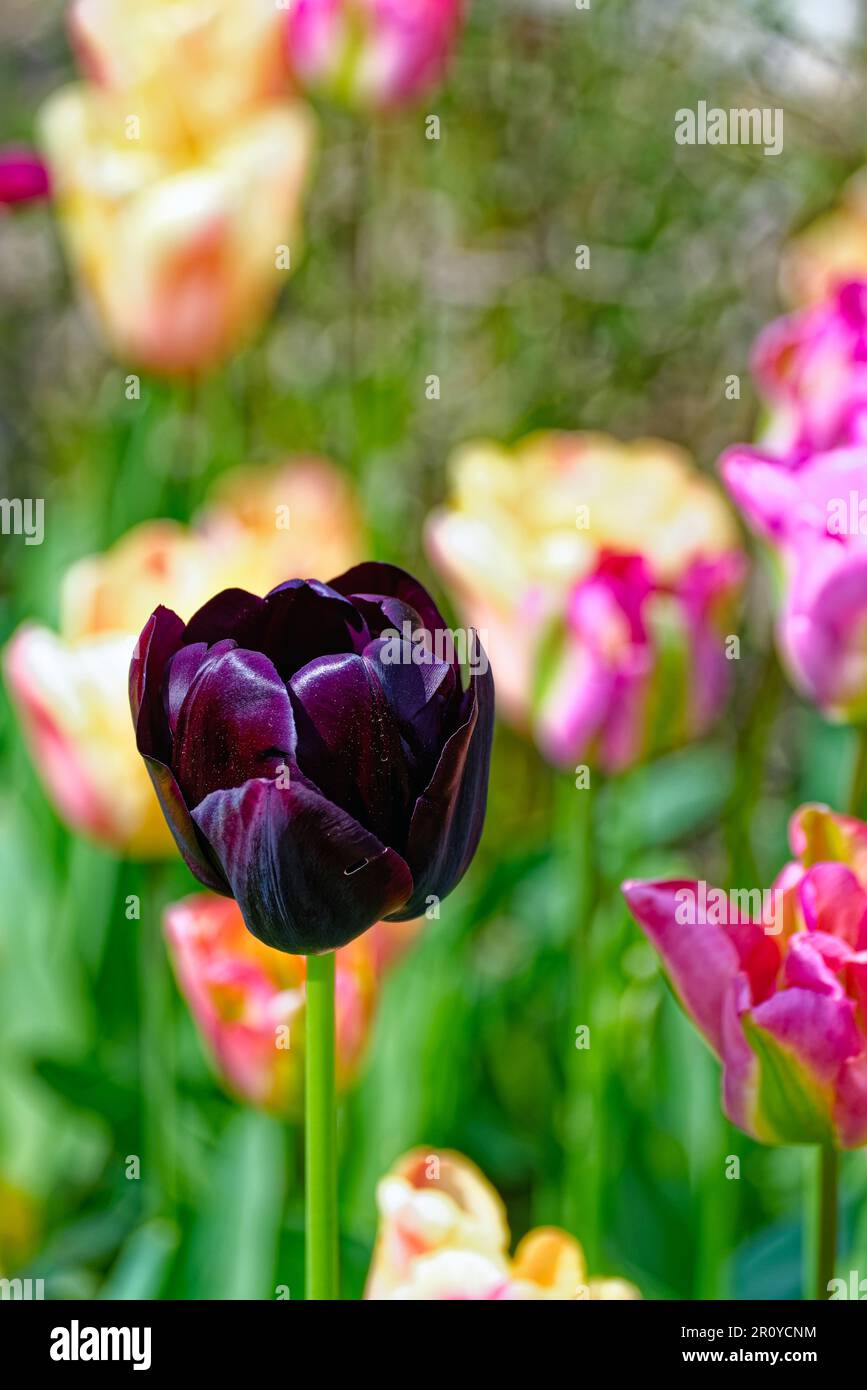 Nahaufnahme eines gemischten Gartenbetts aus blühenden Tulpen Stockfoto