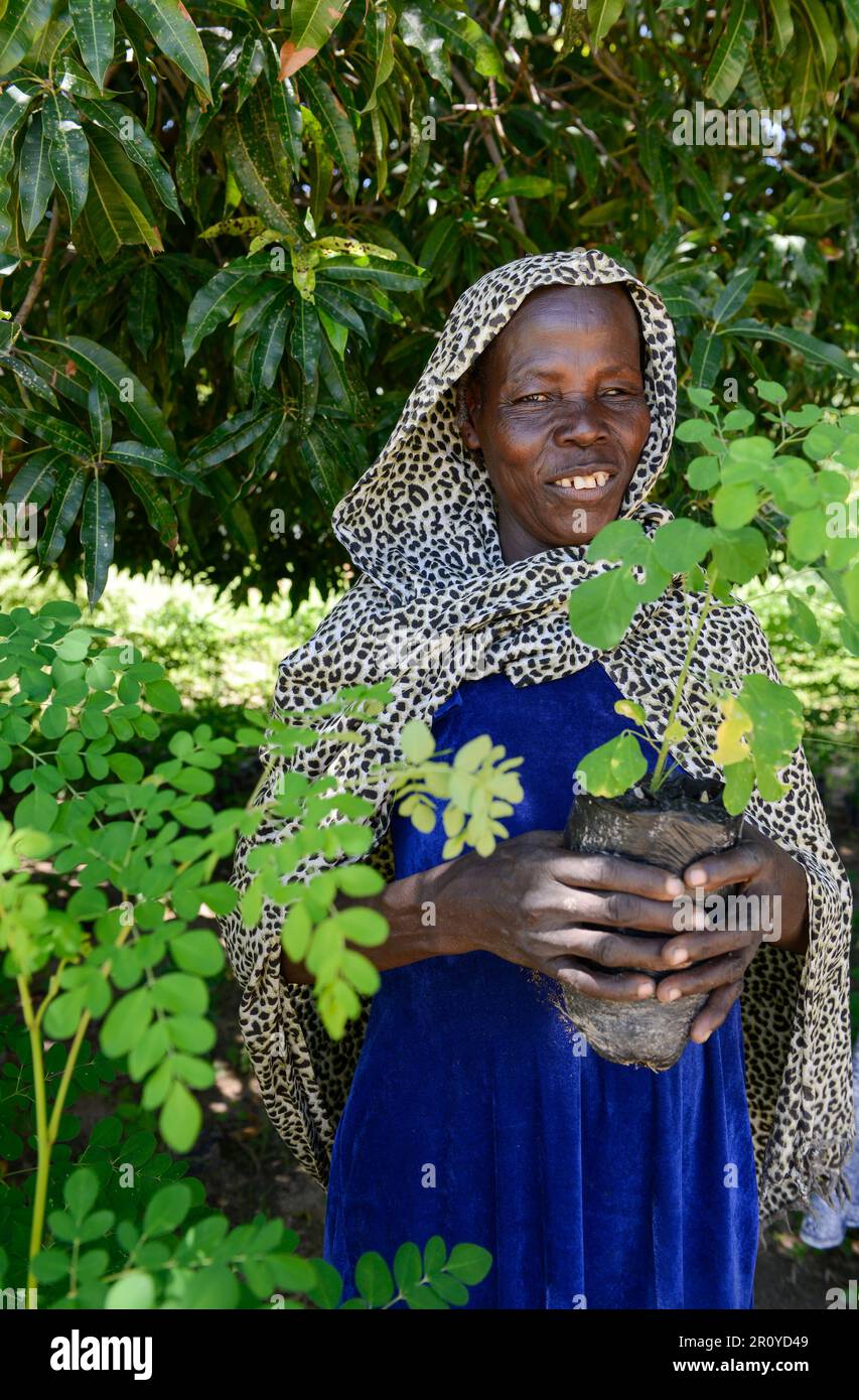 TSCHAD, Guéra, Bitkine, Frau mit Setzlingen von Moringa-Baum zur Einkommensgenerierung im Gemeindegarten, Blätter werden für pflanzliche medizinische Anwendungen verwendet, Moringa oleifera ist ein schnell wachsender, trockenresistenter Baum der Familie Moringaceae / TSCHAD , Guéra, Bitkine, Frau mit Moringa Baum oder auch Meerettichbaum Setzling, Der Anbau wird zur Einkommensförderung genutzt, die Blätter werden als Heilpflanzen verkauft Stockfoto