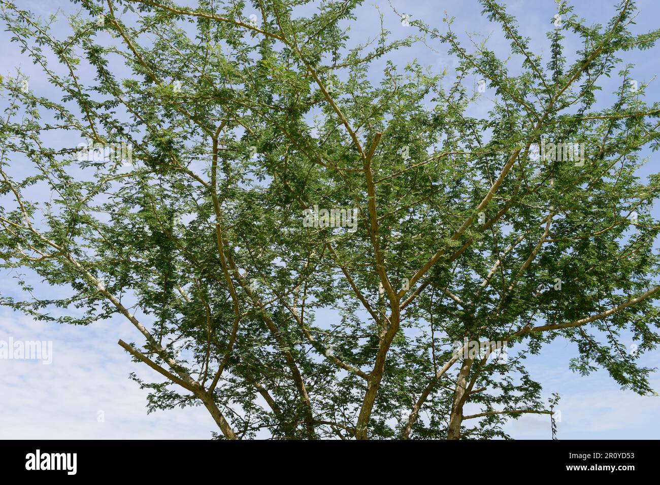 TSCHAD, Sahelzone, Guéra, Stadt Mongo, Acacia Senegalia senegal Baum, das Baumharz wird als Gummi Arabic E414 für die Lebensmittel- und Getränkeindustrie verwendet, d. h. für Cocoa Cola als Stabilisator / TSCHAD , Baum Acacia Senegal, das Harz des Baumes ist Gummi Arabikum bekannt als Stabliisierer E 414 in der Lebensmittel- und Getränkeindustrie u.a. für Coca Cola Stockfoto