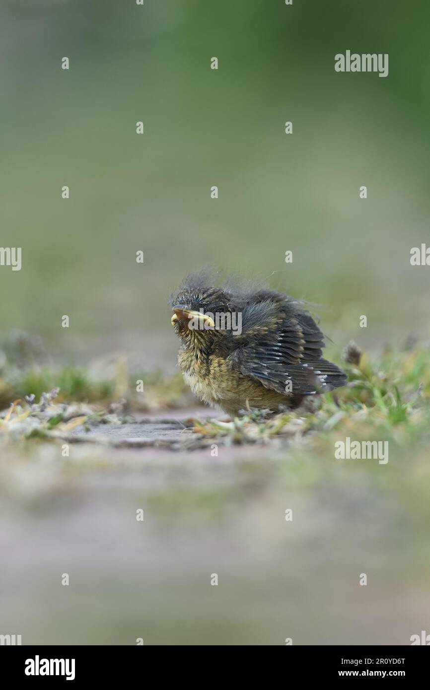 Junger Vogel... Robin Bird *Erithacus rubecula*, noch nicht geblümtes Küken, eingebettet Stockfoto