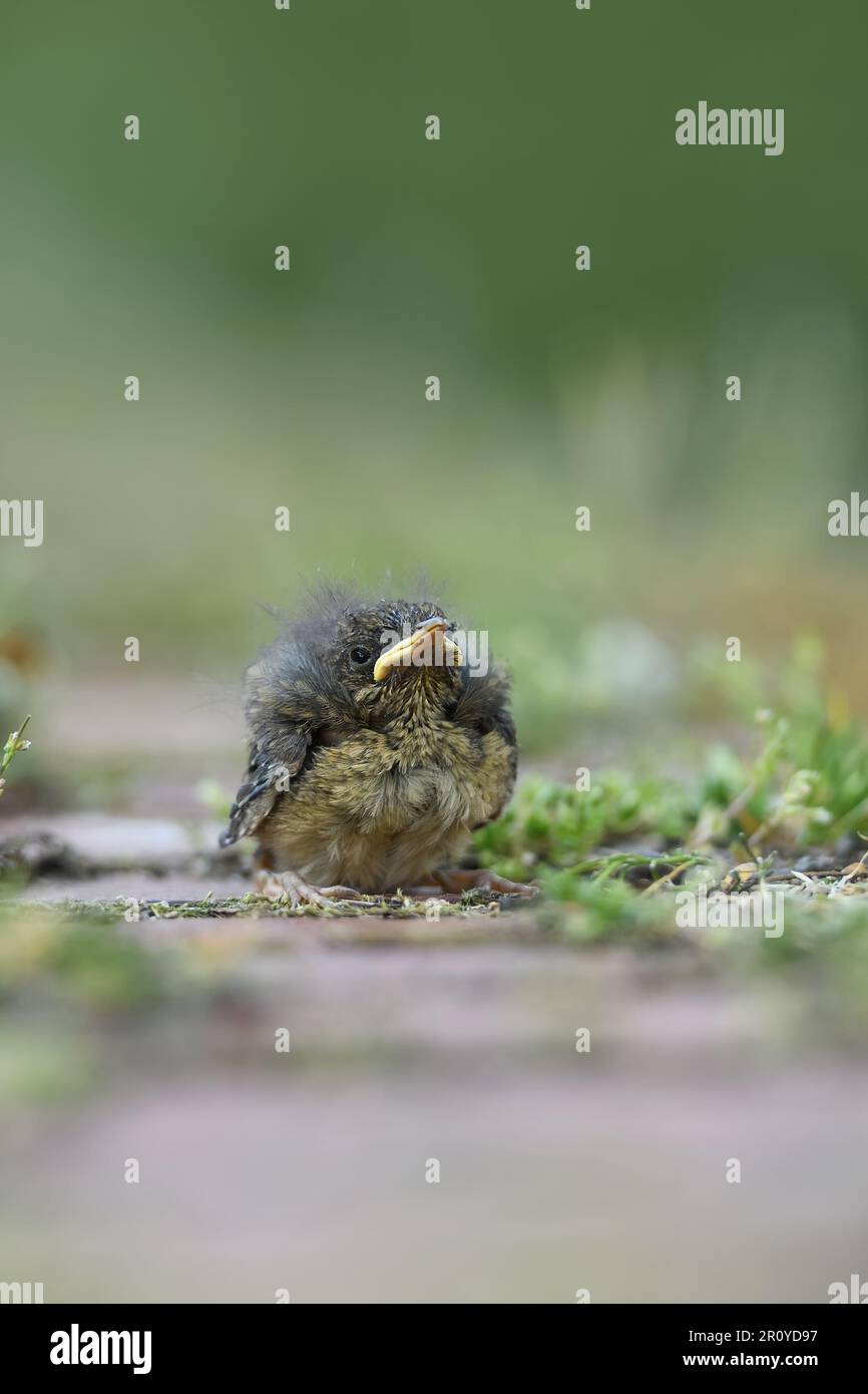 Er scheint hilflos zu sein. Robin Redbreast ( Erithacus rubecula ), noch nicht geblümtes Küken, eingebettet Stockfoto