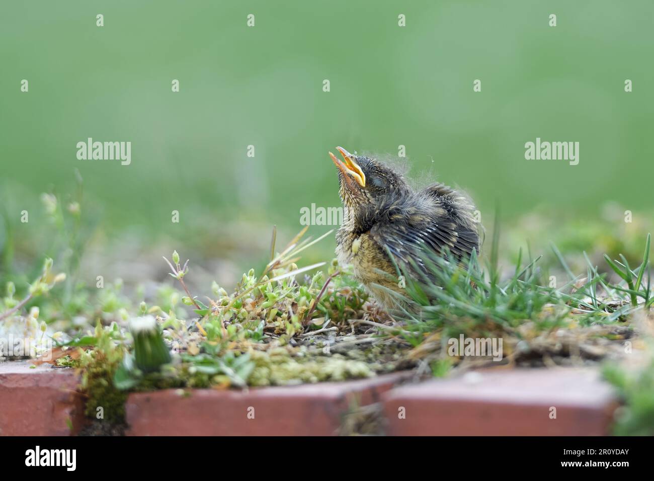 Herzzerreißend... Robin Chick ( Erithacus rubecula ), noch nicht geblümte Tussi, die um Essen bettelt Stockfoto