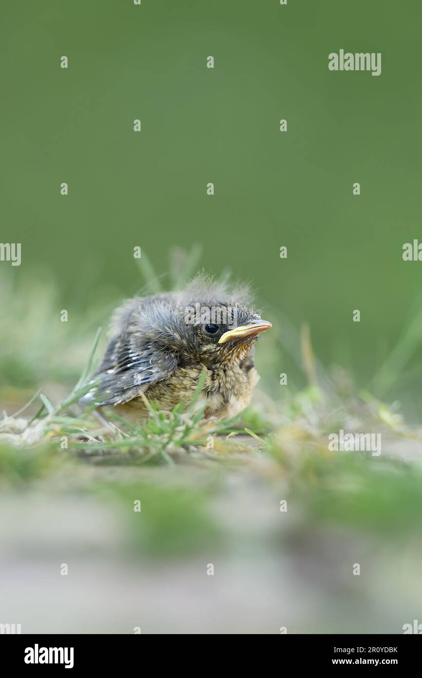 Baby-Vogel... Robin (Erithacus rubecula), noch keine junge Braut, wahrscheinlich aus dem Nest gefallen Stockfoto