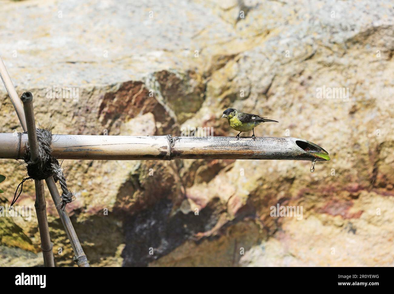 Kleiner Goldfink Stockfoto