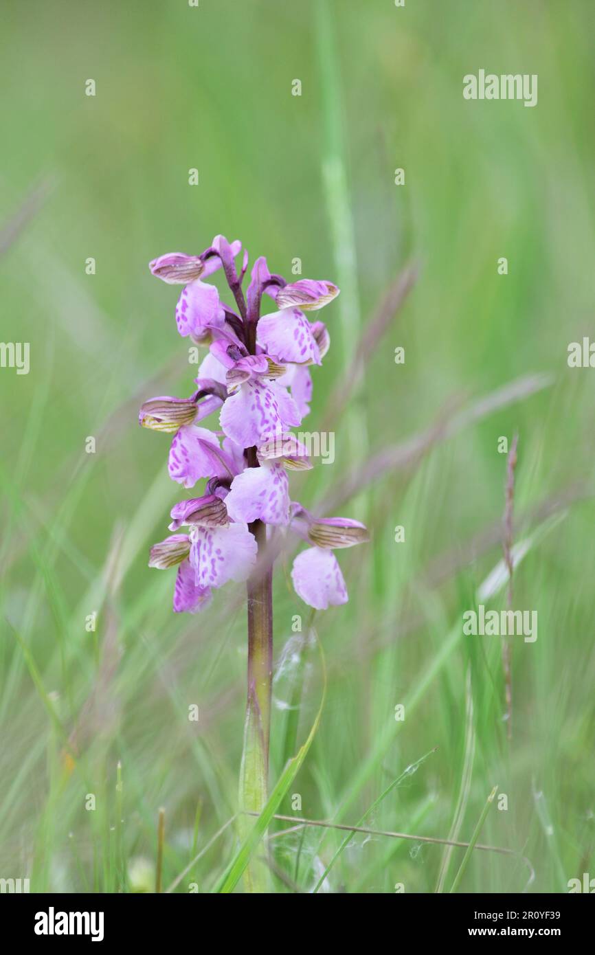 Anacamptis morio, die grün-geflügelte Orchidee oder die grün-geäumte Orchidee Stockfoto