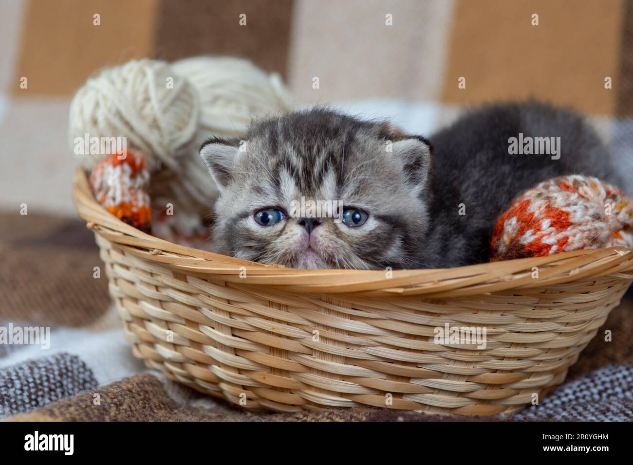 Ein süßes, grau gestreiftes Kätzchen einer exotischen Kurzhaarrasse sitzt in einem Korb mit Karomuster und spielt mit Fadenbällen, Nahaufnahme. Stockfoto