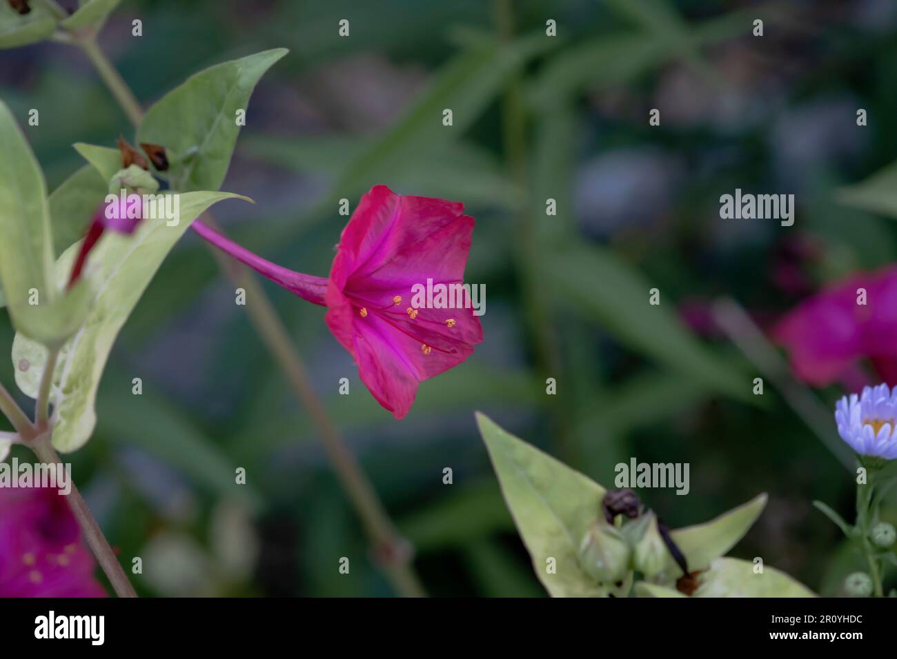 Bewundern Sie Peru (Mirabilis jalapa) leuchtend rosa Blüte Stockfoto