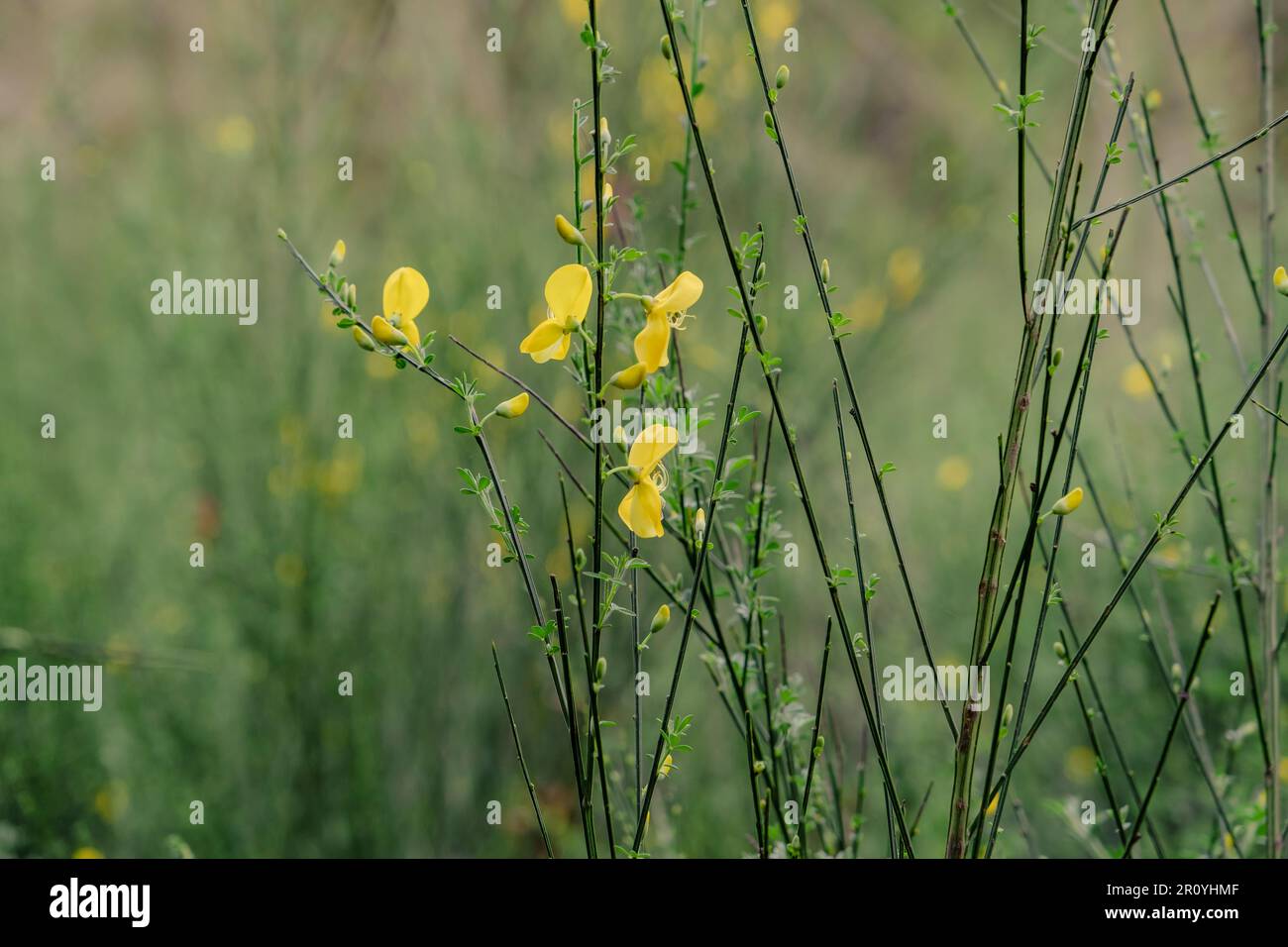 Schottischer Besen (Cytisus scoparius), gelbe Blüten, selektiver Fokus Stockfoto