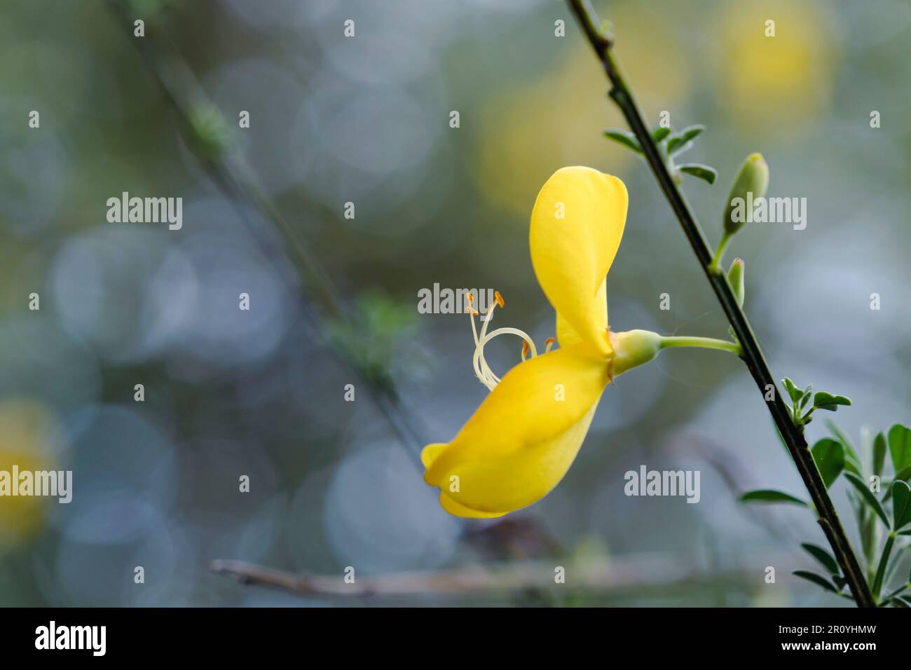 Schottischer Besen (Cytisus scoparius), gelbe Blüten, selektiver Fokus Stockfoto