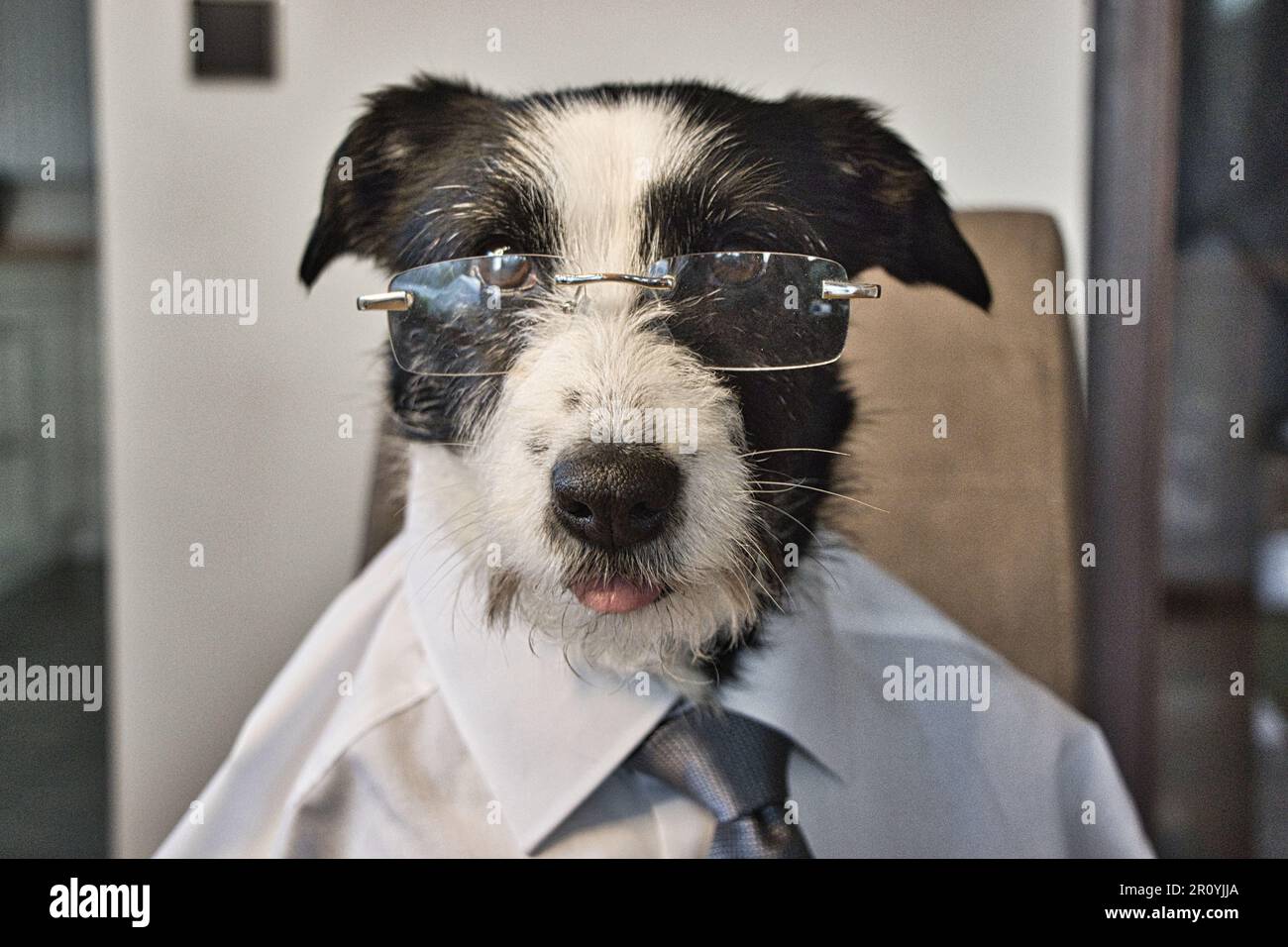 Ein Hund mit Brille und Hemd/Krawatte. Das sieht aus wie ein Manager oder ein Mitarbeiter Stockfoto